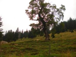 2013-08-25_Risserkogel (249).JPG